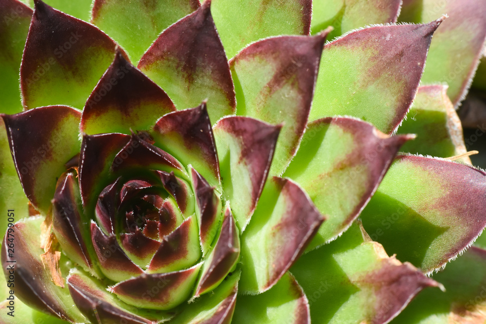 Common houseleek, Sempervivum tectorum, close up. Houseleek background Common houseleek, Sempervivum tectorum, close up. Houseleek background