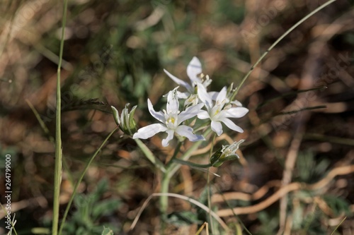 Flower of the Star-of-Bethlehem plant Ornithogalum kochii photo