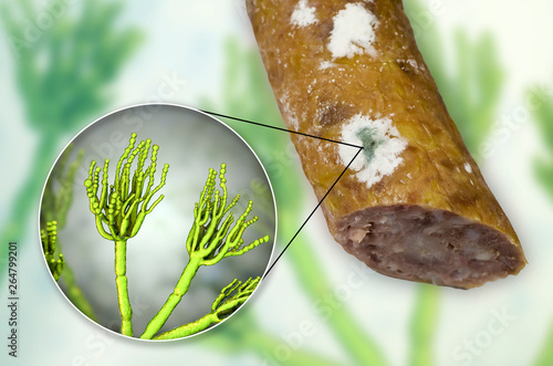 Colony of Penicillium mold on the surface of smoked sausage and closeup view of Penicillium fungus, photo and 3D illustration photo