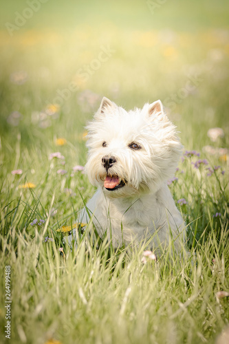 West Highland Terrier im Frühling
