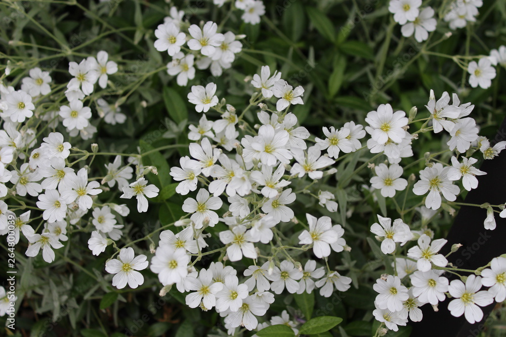 white flowers in garden white flowers in garden
