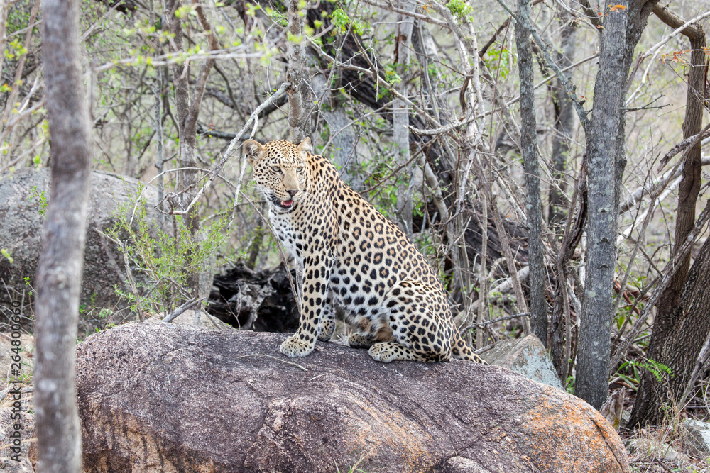 Fototapeta premium African Leopard sitting on a rock