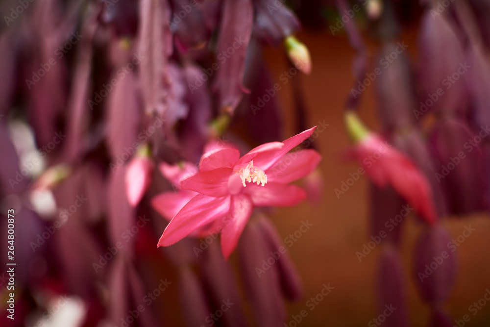Flower Flower