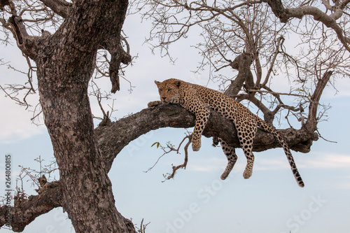 African Leopard relaxing in a tree
