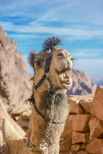 beautiful camels of Sinai 