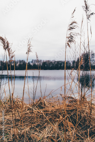 reeds in the lake