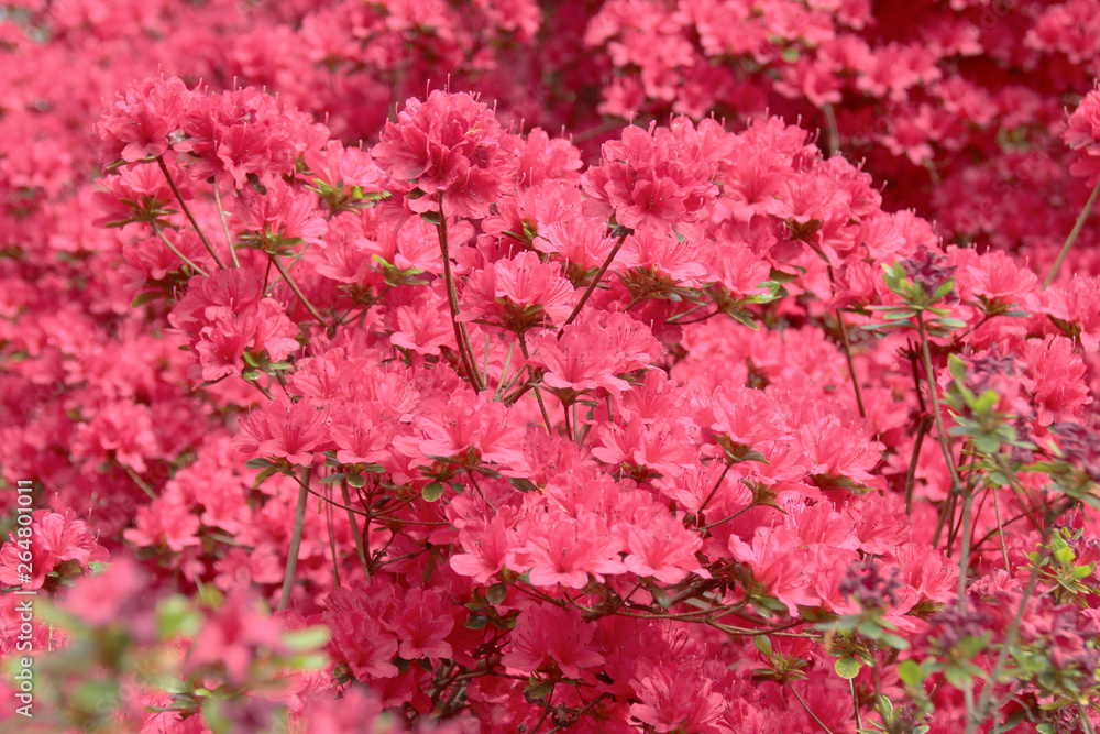 Beautiful pink azalea flower background. Beautiful pink azalea flower background.