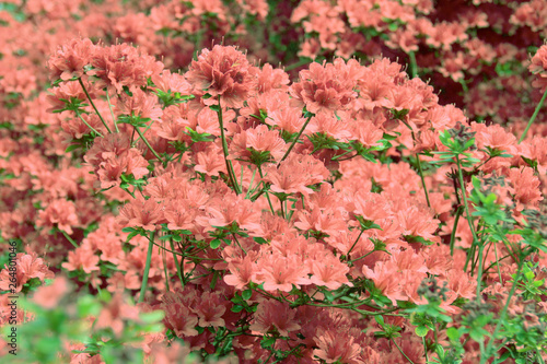 Beautiful pink azalea flower background.