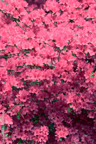 Beautiful pink azalea flower background.