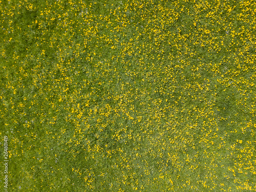 Aerial view of dandelion field. Flowers blooming from above