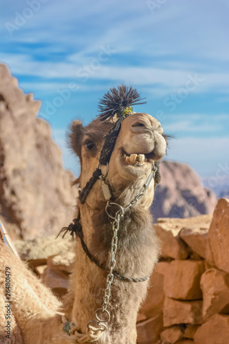 beautiful camels of Sinai 