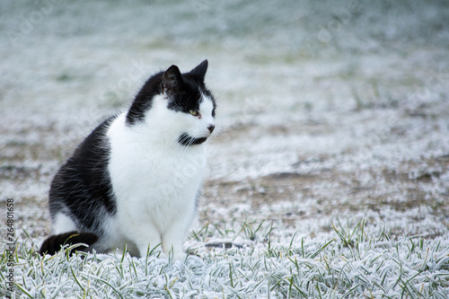 Black and white domestic cat sitting on frozen ground in winter. Ice is on the white grass. © Barry