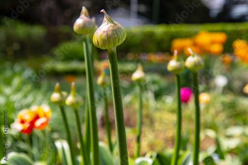 Schulgarten im Frühling photo