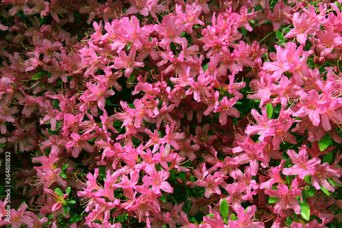 Beautiful pink azalea flower background.