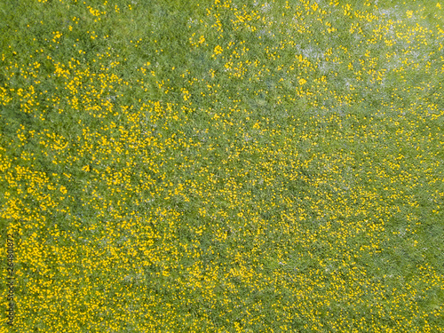 Fotografie Aerial view of dandelion field. Flowers blooming from above
