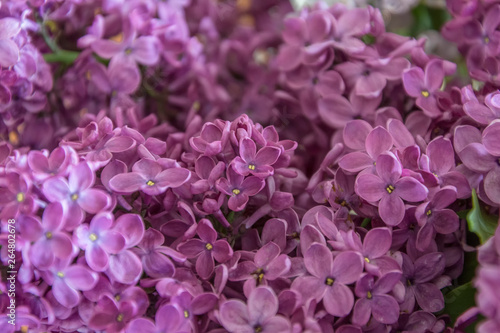 Purple lilac flowers spring blossom background .Gentle and aromatic purple lilac. © Galina