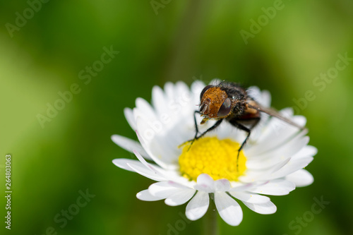 The fly is sitting on a white daisy.
