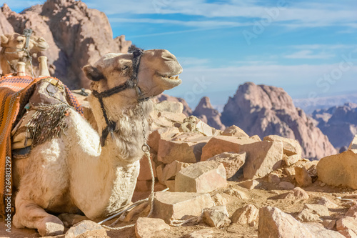 beautiful camels of Sinai  © mahmoud
