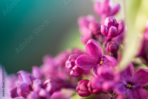 Fototapeta Naklejka Na Ścianę i Meble -  Beautiful close up lilac flowers. 