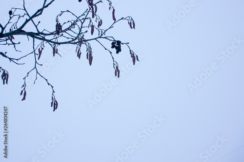 Spring in forest with alder tree buds and branches on bright blue sky background.