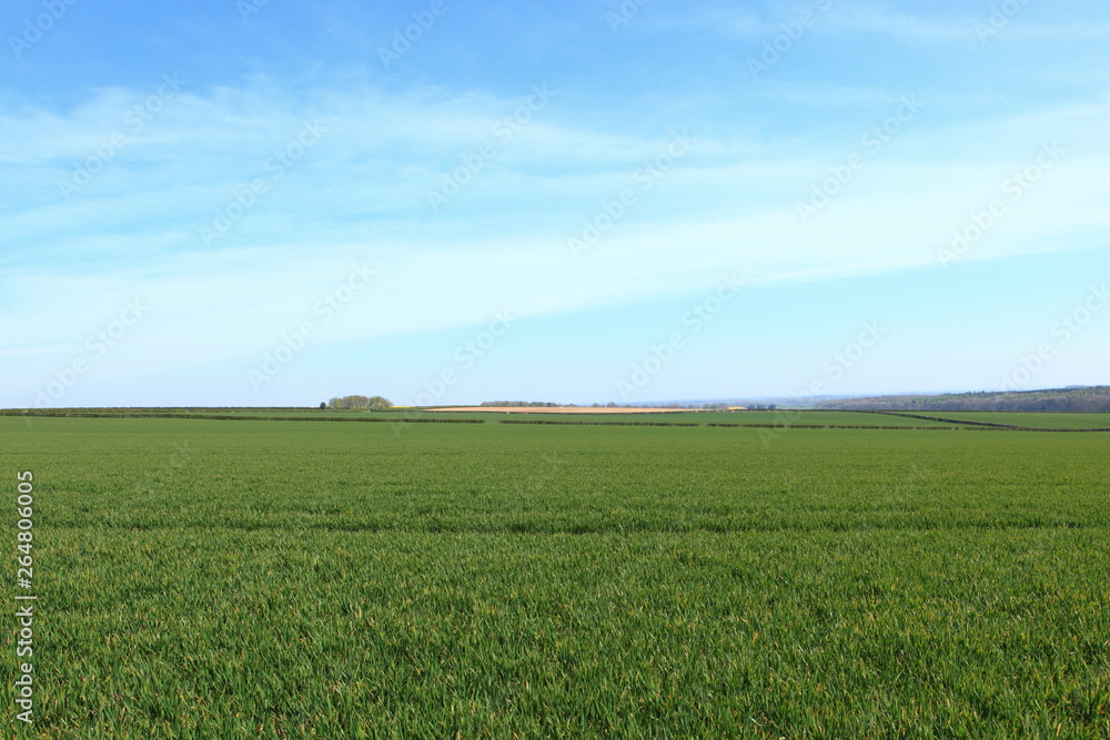 English landscape in springtime with fields of young green wheat crops English landscape in springtime with fields of young green wheat crops