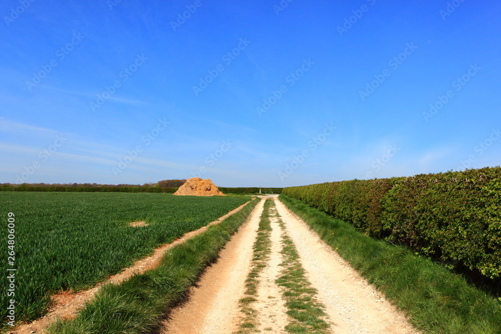English landscape with limestone farm track hedgerows and manure heap in springtime on the Yorkshire wolds