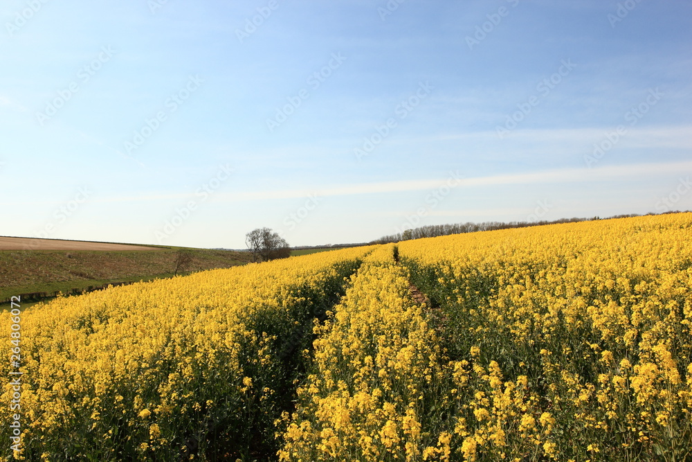 Golden flowered rapeseed fields in the English countryside in springtime