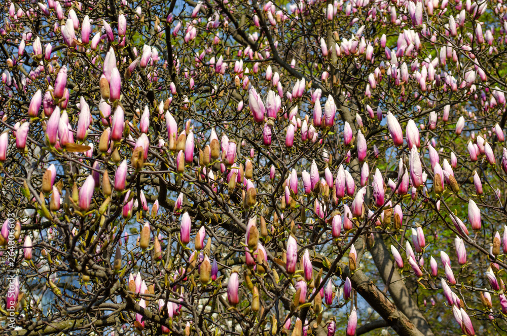 Bright purple blooming unrevealed magnolias Bright purple blooming unrevealed magnolias