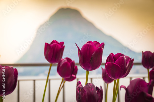 Colors of Lugano  s tulip