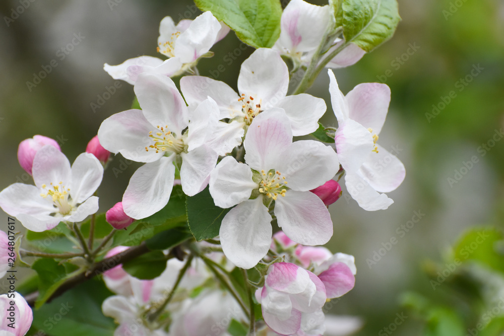 Spring background, apple flowers. Apple tree in full blossom Spring background, apple flowers. Apple tree in full blossom