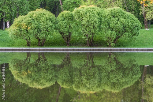 trees reflected on the water