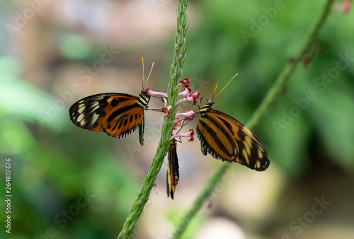 Isabella Tiger Butterflies