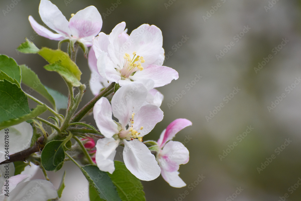 Spring background, apple flowers. Apple tree in full blossom Spring background, apple flowers. Apple tree in full blossom