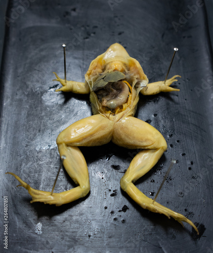 Frog Dissection