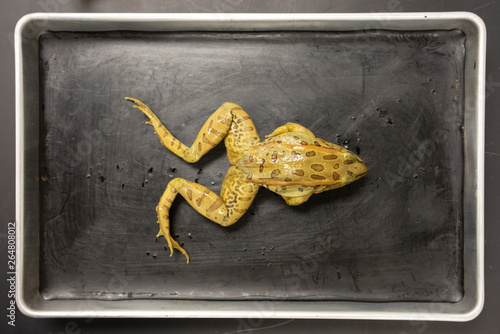 Frog Dissection