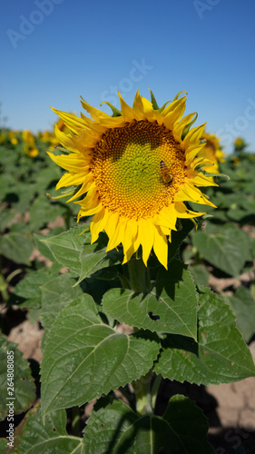 sunflower in field