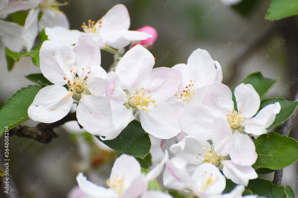 Spring background, apple flowers. Apple tree in full blossom Spring background, apple flowers. Apple tree in full blossom