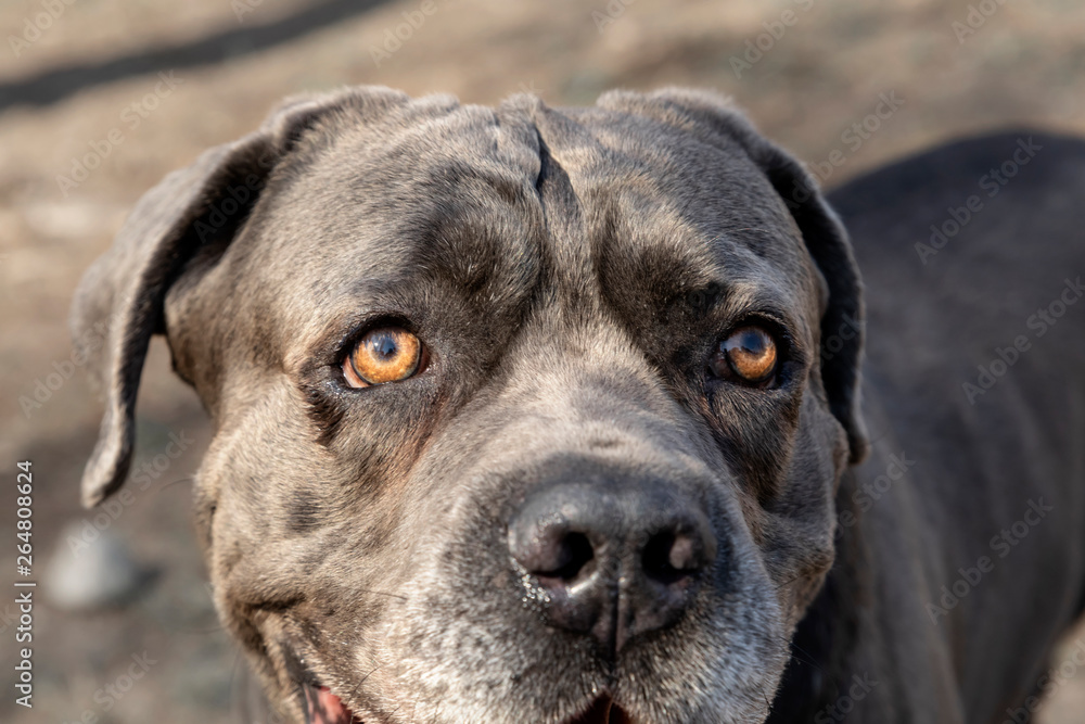 Four-year dog breed Cane Corso. Closeup portrait of a dog.