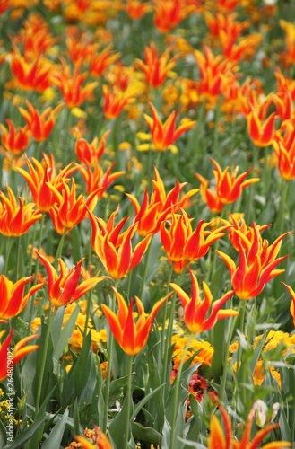 Idyllic Tulip Field Background.