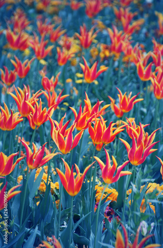Idyllic Tulip Field Background.