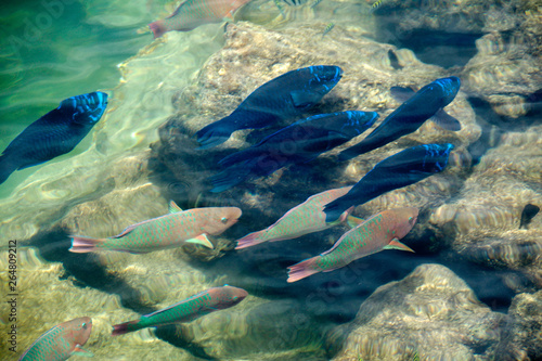 Native fish by the coast of Cape Florida, at the south end of Key Biscayne in Miami-Dade County, Florida, USA.