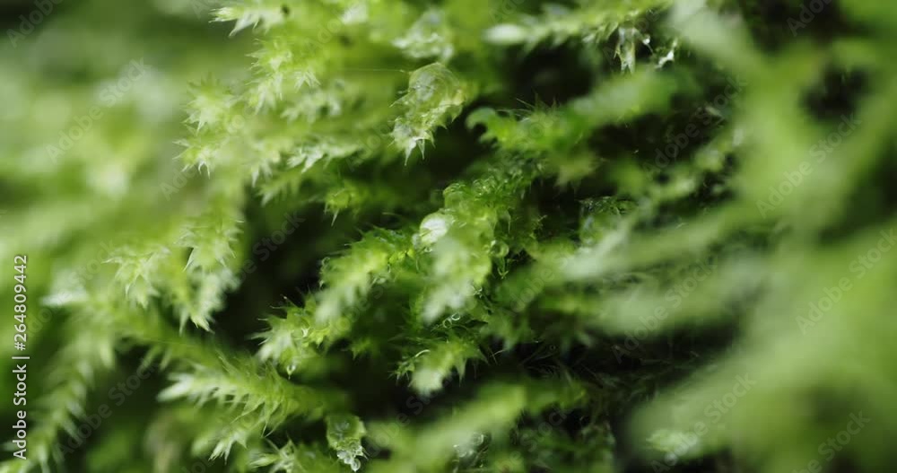 Macro shot of green moss with drops of dew. Macro shot of green moss with drops of dew.