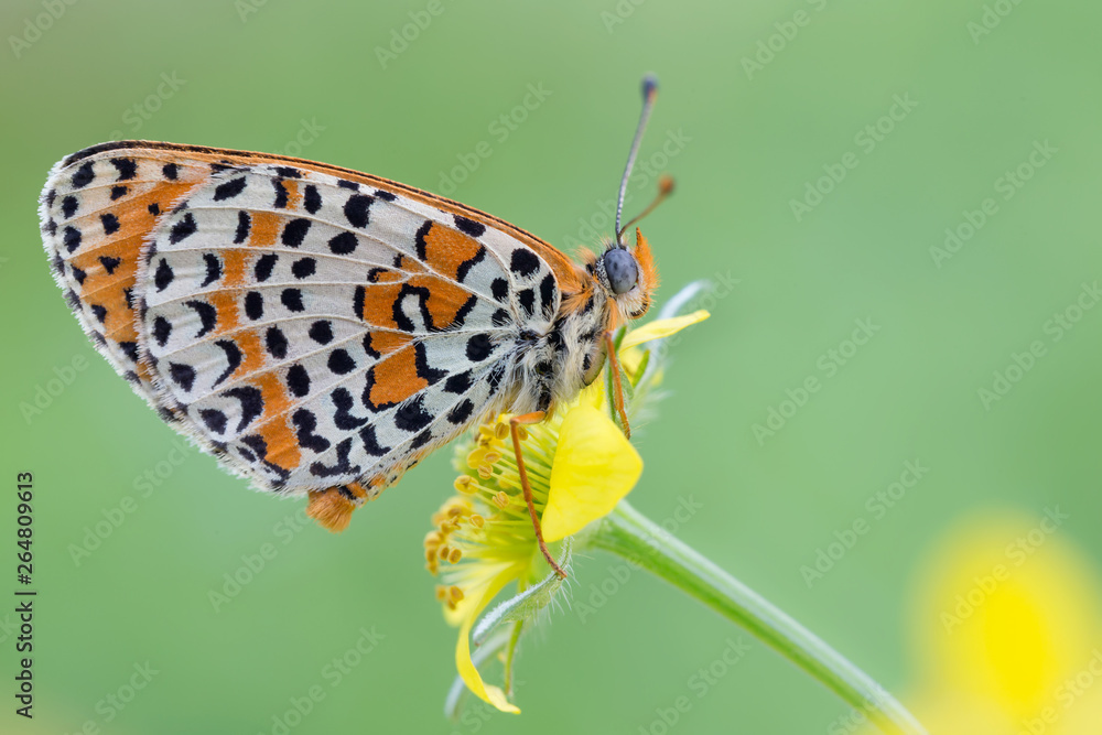 Fototapeta premium Splendido ritratto della Fritillaria maculata (Melitaea didyma)