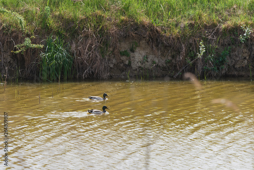 Wild ducks are swimming in the lake