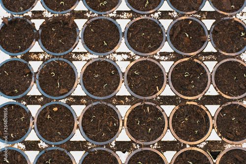 seedlings in plastic black pots  top view