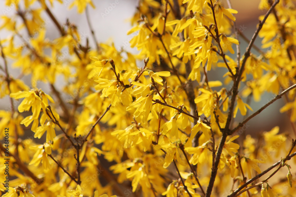 The tree is blooming. Spring. Flower background The tree is blooming. Spring. Flower background