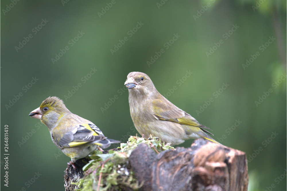 Fototapeta premium Grünfinken Männlich und Weiblich