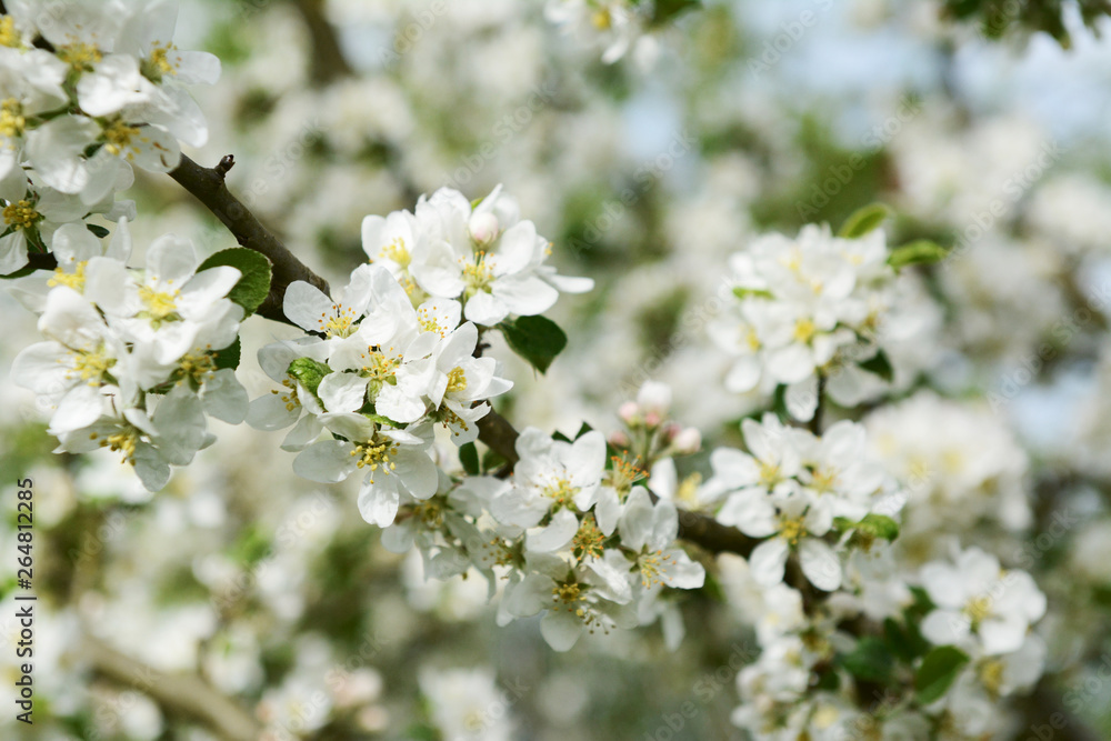 White Malus Rosehip crab apple blossom on a btanch White Malus Rosehip crab apple blossom on a btanch
