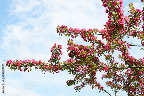 Branches of a crab apple tree covered in abundant blossom © sarahdoow