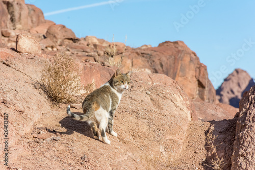 cat in the desert of Sinai 